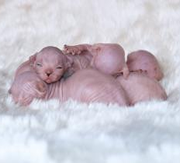 Primera imagen de Candela Sphynx