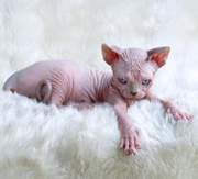 Imagen del criaddor Candela Sphynx