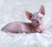 Imagen de Candela Sphynx