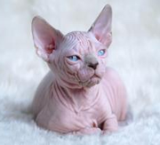 Imagen Candela Sphynx
