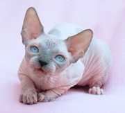 Imagen de Candela Sphynx