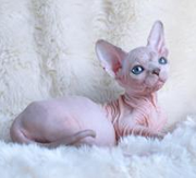 Imagen de Candela Sphynx