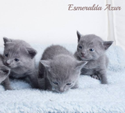 Imagen del criaddor Esmeralda Azur