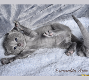 Imagen de Esmeralda Azur