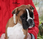 Primera imagen de Boxers de Villa Astur