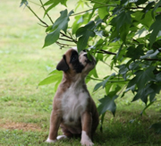 Imagen de Boxers de Villa Astur