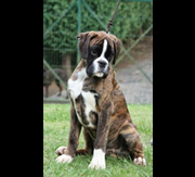 Imagen del criaddor Boxers de Villa Astur