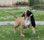 Imagen de Boxers de Villa Astur