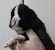 Imagen de Boxers de Villa Astur