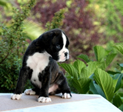 Imagen de Boxers de Villa Astur