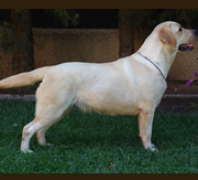 Imagen de Kowalski Retrievers