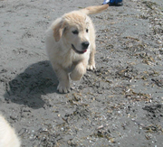 Imagen de Kowalski Retrievers