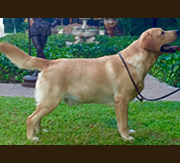Imagen de Kowalski Retrievers