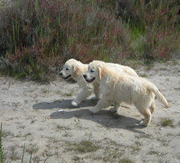 Imagen Kowalski Retrievers