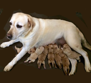 Primera imagen de Kowalski Retrievers