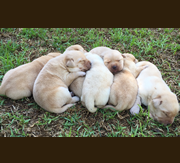 Imagen del criaddor Kowalski Retrievers
