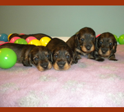 Imagen del criaddor Shirtfront & Solivernat