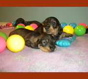 Imagen Shirtfront & Solivernat