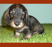 Imagen de Shirtfront & Solivernat