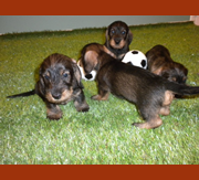 Imagen de Shirtfront & Solivernat