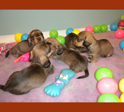 Imagen de Shirtfront & Solivernat