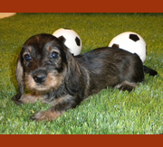 Imagen de Shirtfront & Solivernat