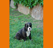 Primera imagen de Alidog