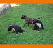 Imagen del criaddor Alidog