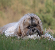 Imagen El Solar de Tara