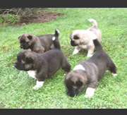 Imagen del criaddor Daitanniams