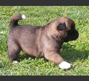 Primera imagen de Daitanniams