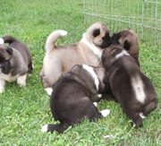 Imagen de Daitanniams