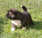 Imagen de Daitanniams