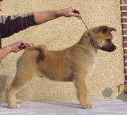 Imagen de Daitanniams