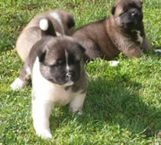 Imagen de Daitanniams