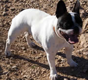 Primera imagen de Carlbulls