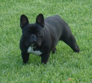 Imagen del criaddor Carlbulls