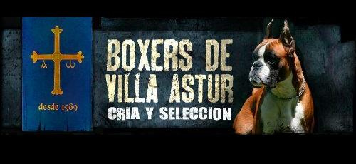 Logo de Boxers de Villa Astur
