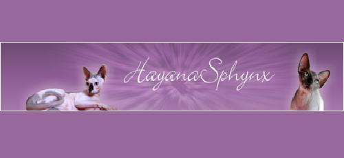 Logo de Hayana Sphynx