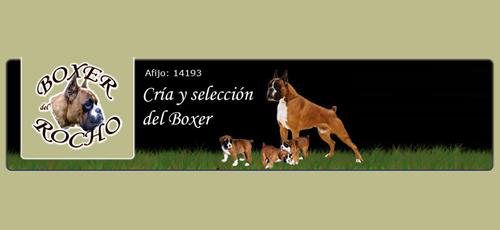 Criador Boxer del Rocho - Criadores - webanimales.com
